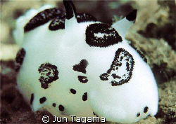 White white Nudi. (Jorunna funebris) 3in. nudi from Twin ... by Jun Tagama 